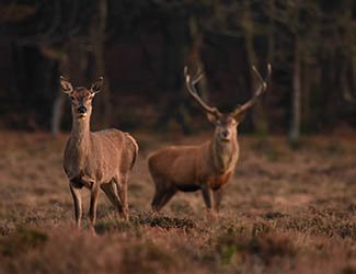 Fotografía de dos ciervos - caza en Sierra de Gredos, Ávila
