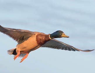 Fotografía de un pato volando - cacerías en Sierra de Gredos