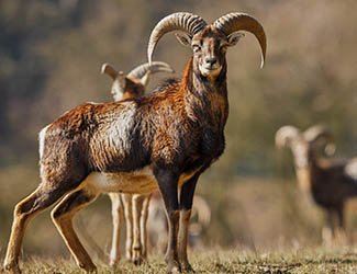 Fotografía de miuflones - caza en Sierra de Gredos, Ávila
