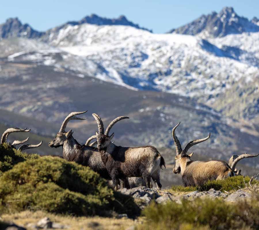 Fotografía de cabras montesas en Sierra de Gredos, Ávila
